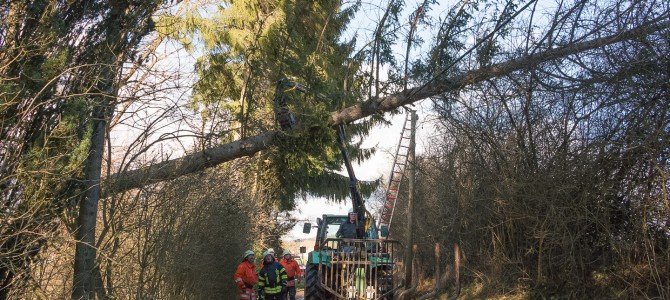 Baum über Straße und in Strom- sowie Telefonleitung